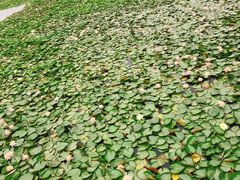 -荷塘月色湿地公园·向阳花洲
