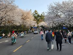 -武汉大学-樱园