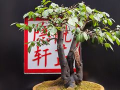 -觀芷隐轩