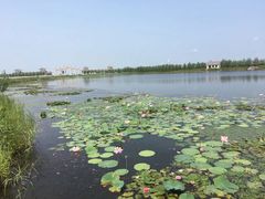 -呼兰河口湿地公园