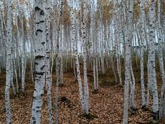 -北极村旅游风景区