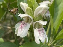 -中国科学院华南植物园