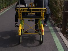 -合肥滨湖国家森林公园