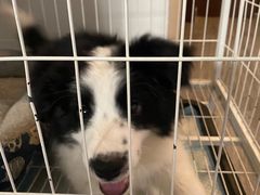 -瑞派福兴宠物医院犬猫全科·骨科·中西医结合(河东店)