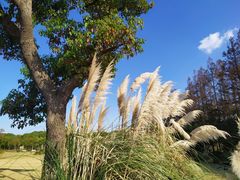 -上海长兴岛郊野公园