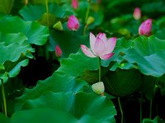 -莲花池公园