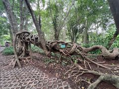 -中国科学院西双版纳热带植物园