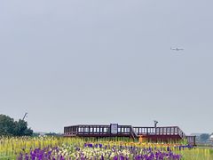 -空港花田景区
