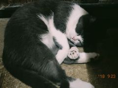 -猫咪博物馆(顶澳仔猫街店)