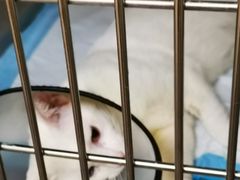 -乐琪宠物医院·犬猫专科·骨外科·急重症