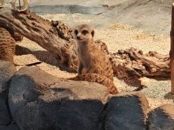 -Zoolung Zoolung动物主题公园(海信广场店)