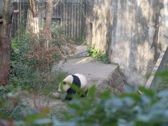 -成都大熊猫繁育研究基地