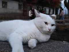 -西园寺