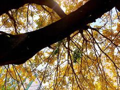 -星海音乐学院(沙河校区)