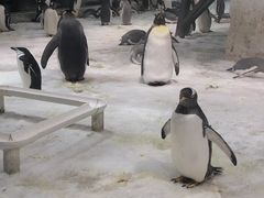 -大连圣亚海洋世界