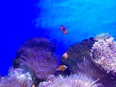 -芜湖新华联大白鲸海洋公园