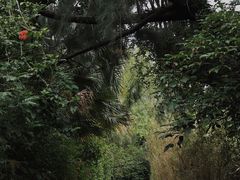 -华侨城湿地公园