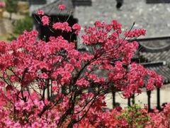 -老门东历史文化街区