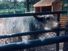 -长白岛森林公园