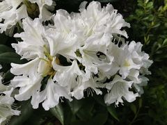 -上海辰山植物园