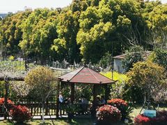 -高东镇樱花园