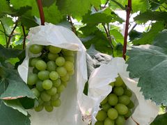 -马陆小张葡萄园农家乐