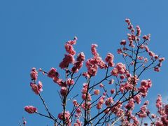 -杭州植物园