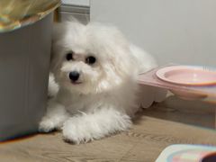 -翊宠yipet猫狗购宠庄园犬舍•猫舍