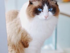 -Catmate·猫肥家润(金润铂宫店)