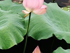 -荔湾湖公园