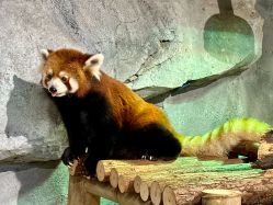 -Zoolung Zoolung动物主题公园(海信广场店)