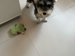 -翊宠yipet猫狗购宠庄园犬舍•猫舍