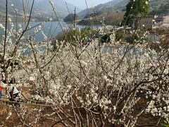 -广州市流溪河国家森林公园