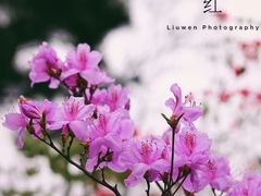 -青岛大珠山景区