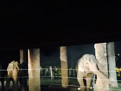 -清迈夜间动物园