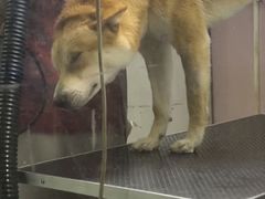 -久久宠物(河东万达店)