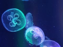 -海合安成都极地海洋公园