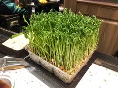 现采豆苗-火鳳祥美蛙牛肉自助(青悦城店)