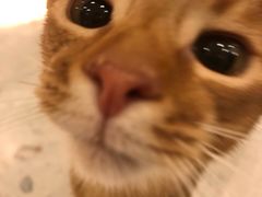 -飞行喵MR PILOT|猫舍·猫咖(静安大融城店)