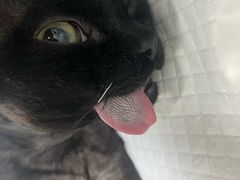 -达爱动物医院·犬猫分区·CT·复杂眼科(远洋山水分院)