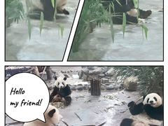 -成都大熊猫繁育研究基地