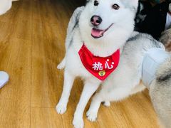 -Husky Go! 哈士奇体验馆·宠物咖啡厅狗咖