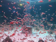 -海合安成都极地海洋公园