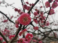 -红梅公园