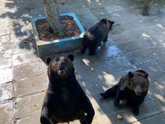 -西霞口神雕山野生动物世界