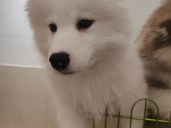 -Let's go狗咖·猫咖·奶狗·桌游(春熙路IFS店)