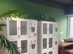 -东方名猫馆·英短金渐层布偶猫舍(环线广场1号楼店)