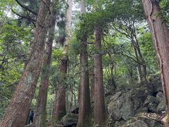 -天目山大树王景区