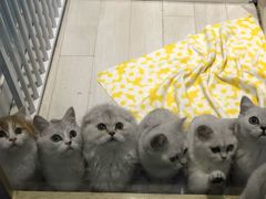 -喵的天空名猫咖啡馆·撸猫·猫舍·用品