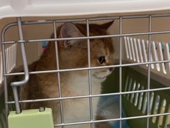 -宠颐生宠物医院外科·内科·皮肤科·影像科(石龙店)